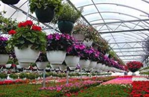 دومین نمایشگاه گل و گیاه در جزیره کیش برگزار می شود