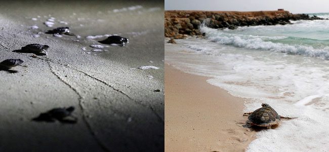 روز جهانی لاک‌پشت و گونه‌ی پوزه‌عقابی کیش