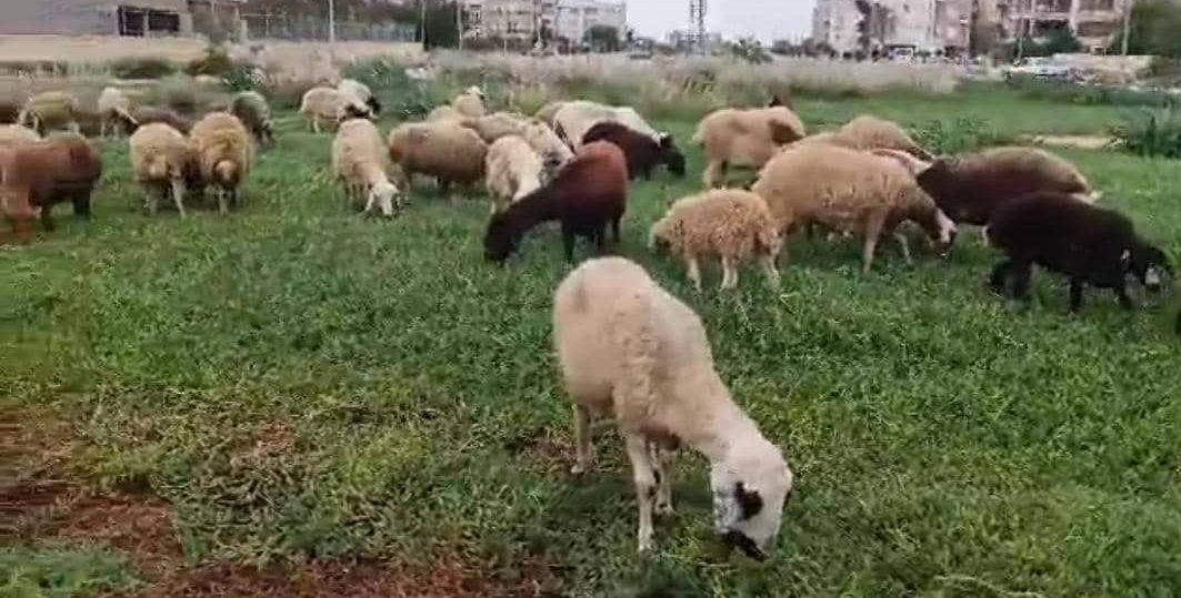 چرای گوسفندان در میادین و معابر، خدشه به زیبایی های کیش