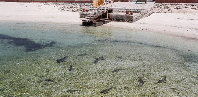 کوسه های جزیره کیش؛ زیبا و بی خطرند