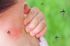 خطر گسترش پشه آئدس پس از بارش های پاییزی در کیش