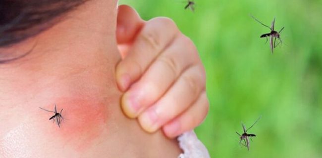 خطر گسترش پشه آئدس پس از بارش های پاییزی در کیش